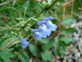 Salvia azurea Blue Sage