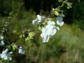 Salvia azurea Blue Sage