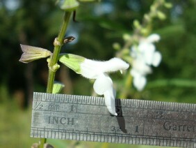 Salvia azurea Blue Sage