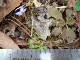 Houstonia