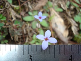 Houstonia pusilla Bluets Innocence