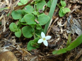 Houstonia procumbens Roundleaf Bluet