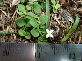 Houstonia procumbens Roundleaf Bluet