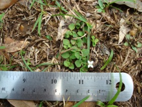 Houstonia procumbens Roundleaf Bluet