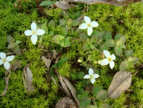 Houstonia procumbens Roundleaf Bluet