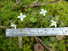 Houstonia procumbens Roundleaf Bluet