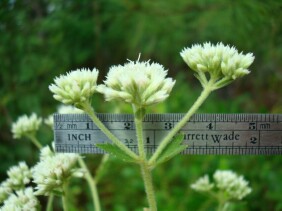 Eupatorium rotundifolium Boneset, False Hoarhound