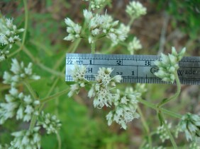 Eupatorium rotundifolium Boneset, False Hoarhound