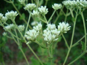 Eupatorium rotundifolium Boneset, False Hoarhound