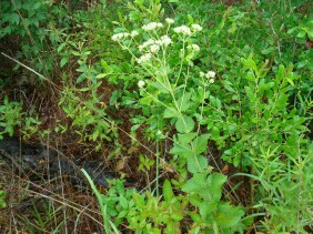 Eupatorium rotundifolium Boneset, False Hoarhound