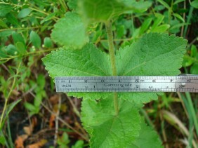 Eupatorium rotundifolium Boneset, False Hoarhound