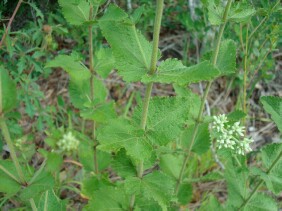 Eupatorium rotundifolium Boneset, False Hoarhound