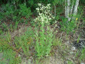 Eupatorium rotundifolium Boneset, False Hoarhound