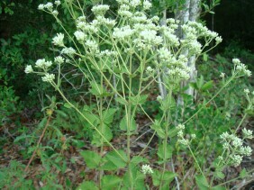 Eupatorium rotundifolium Boneset, False Hoarhound