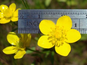 Ranunculus sardous Hairy Buttercup