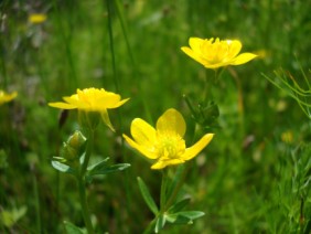 Ranunculus sardous Hairy Buttercup