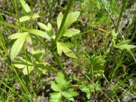 Ranunculus sardous Hairy Buttercup