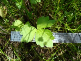 Ranunculus sardous Hairy Buttercup