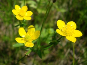 Ranunculus sardous Hairy Buttercup