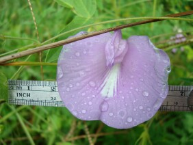 Centrosema virginianum Butterfly Pea