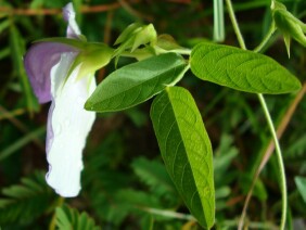 Centrosema virginianum Butterfly Pea