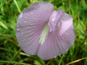 Centrosema virginianum Butterfly Pea