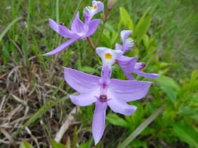 Tuberous Grasspink Calopogon tuberosus