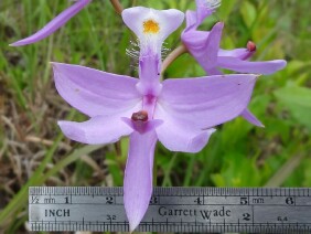 Calopogon tuberosus Tuberous Grasspink