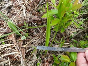 Calopogon tuberosus Tuberous Grasspink