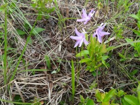 Calopogon tuberosus Tuberous Grasspink