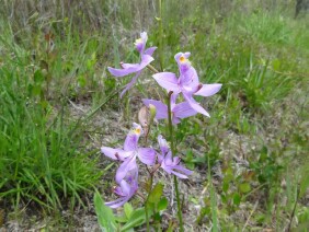 Calopogon tuberosus Tuberous Grasspink