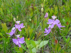 Calopogon tuberosus Tuberous Grasspink