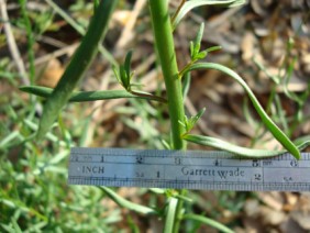 Canada Toadflax