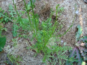 Canada Toadflax