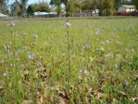 Oldfield Toadflax