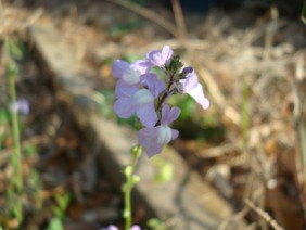 Nuttallanthus canadensis Toadflax