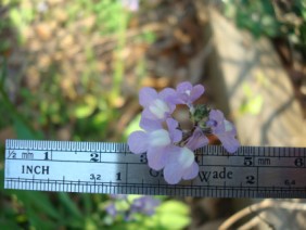 Nuttallanthus canadensis