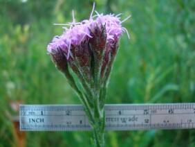 Carphephorus pseudoliatris Bristleleaf Chaffhead