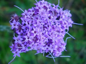 Carphephorus pseudoliatris Bristleleaf Chaffhead