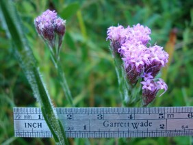 Carphephorus pseudoliatris Bristleleaf Chaffhead