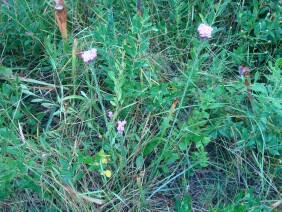 Carphephorus pseudoliatris Bristleleaf Chaffhead