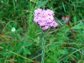 Carphephorus pseudoliatris Bristleleaf Chaffhead