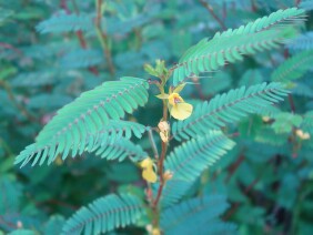 Chamaecrista nictitans Sensitive Partridge Pea