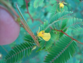 Chamaecrista nictitans Sensitive Partridge Pea