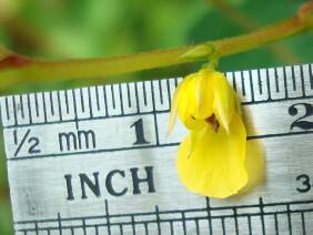 Chamaecrista nictitans Sensitive Partridge Pea