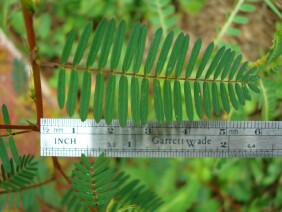 Chamaecrista nictitans Sensitive Partridge Pea