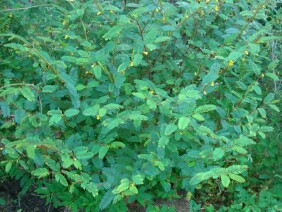 Chamaecrista nictitans Sensitive Partridge Pea