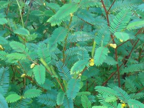 Chamaecrista nictitans Sensitive Partridge Pea