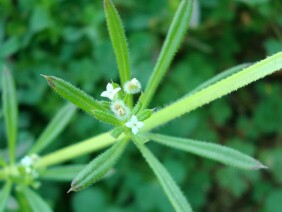 Galium aparine