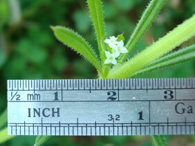 Galium aparine Cleavers